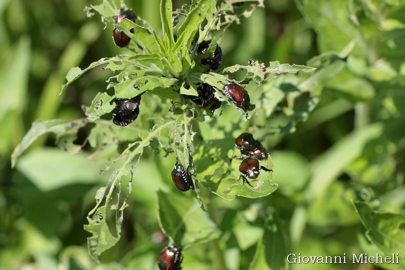 Popillia japonica, Rutelidae - nuovo alieno in Italia